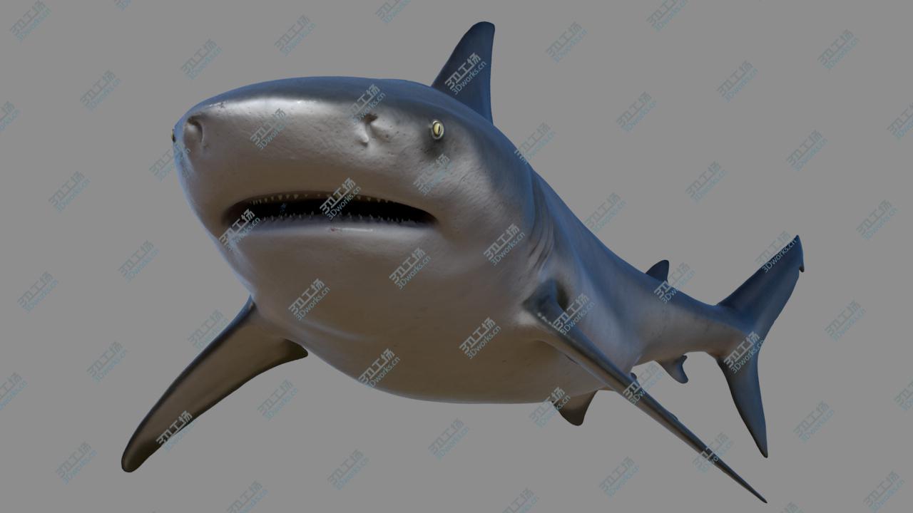 images/goods_img/202104021/3D model Bull shark/4.jpg